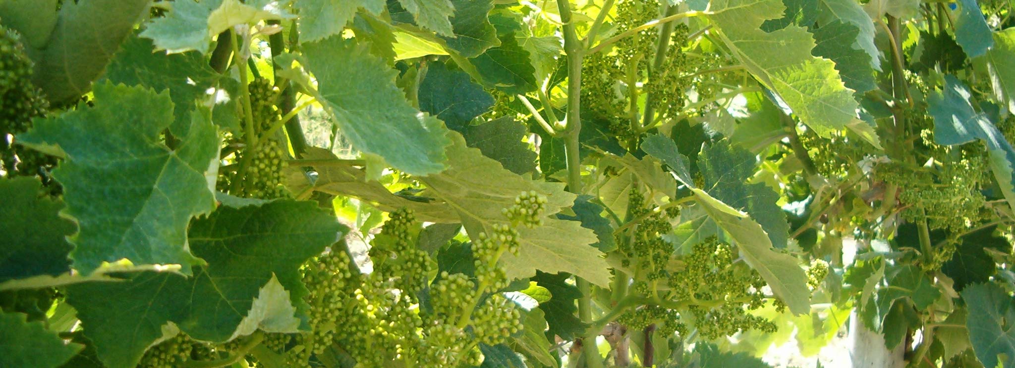 Passerina in pre-fioritura