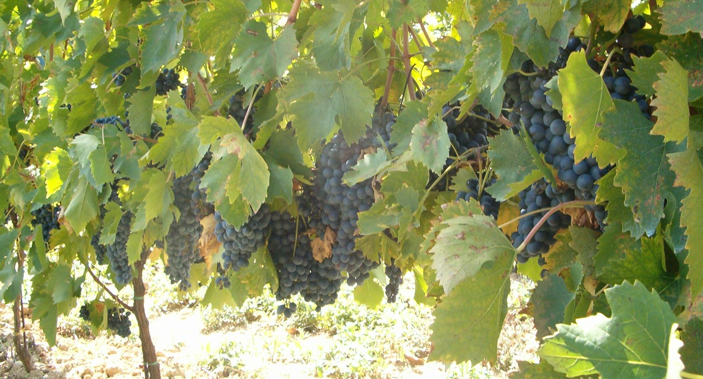 Vigneti dell'Azienda Agricola 