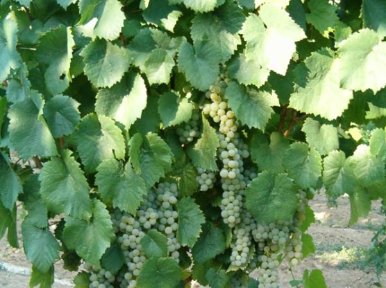 Vite di Pecorino